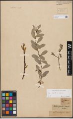 Foto von Salix aurita L. x Salix repens L.